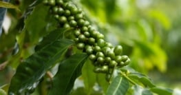 Grüner Kaffee / Kaffeebohnen